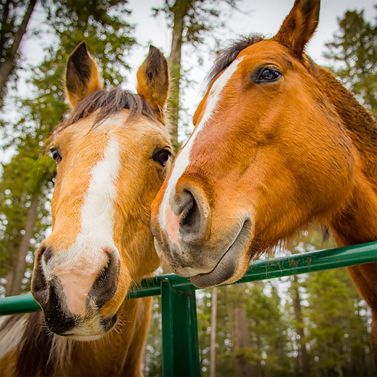 Two Bear Therapeutic Riding Center