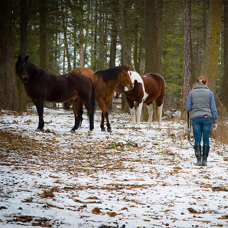 Two Bear Therapeutic Riding Center